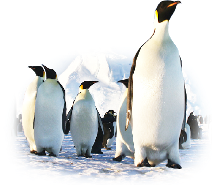 南極の野生動物たち 南極旅行 北極旅行のクルーズ ツアー 株 クルーズライフ