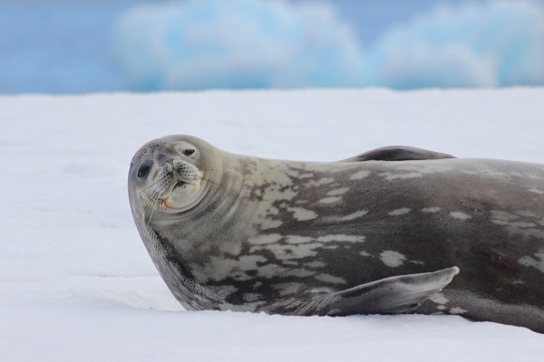 南極のアザラシ 南極旅行のクルーズ ツアー 観光専門店 株