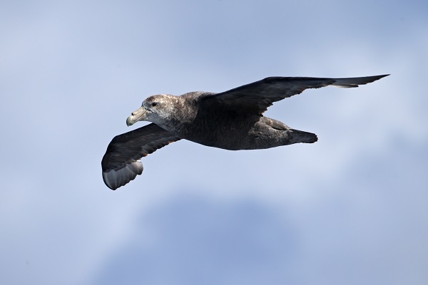 南極の海鳥 南極旅行のクルーズ ツアー 観光専門店 株 クルーズライフ