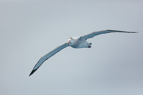 南極の海鳥 南極旅行のクルーズ ツアー 観光専門店 株 クルーズライフ