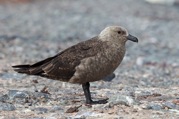 南極の海鳥 南極旅行のクルーズ ツアー 観光専門店 株 クルーズライフ