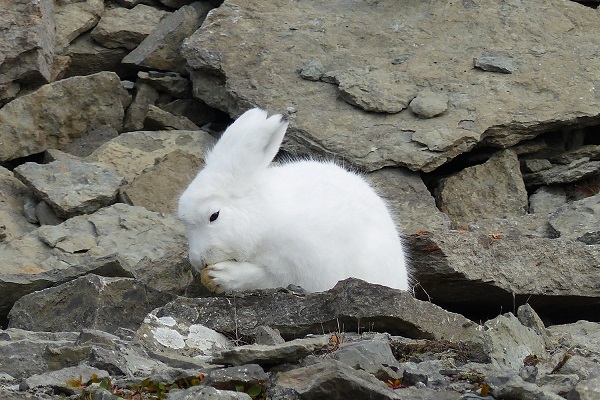 カナダ北極圏のホッキョクウサギ