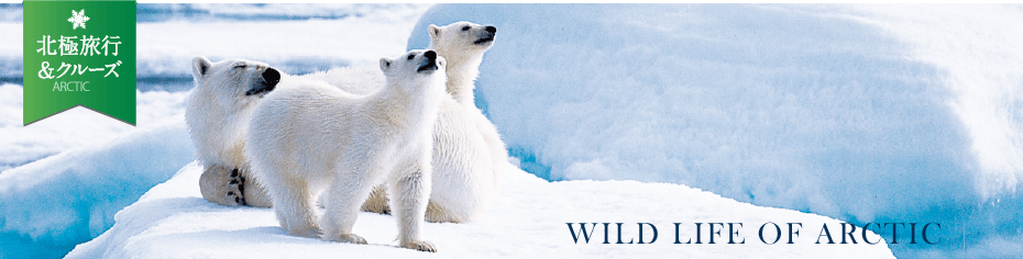 北極の野生動物たち 南極旅行 北極旅行のクルーズ ツアー 株 クルーズライフ