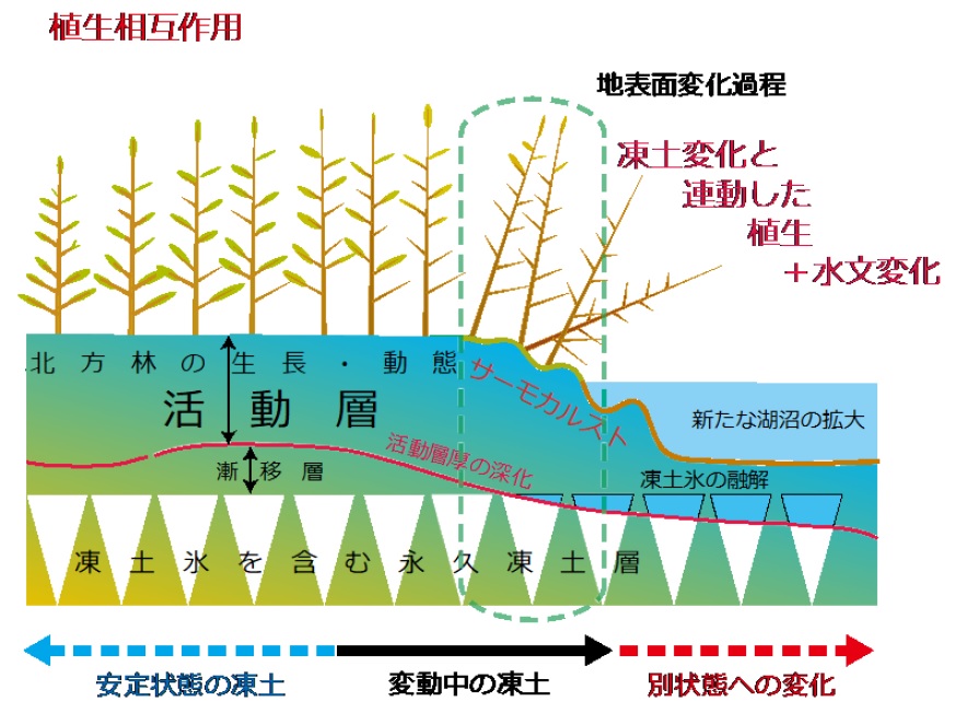 永久凍土とは 北極旅行のクルーズ ツアー 観光専門店 株 クルーズライフ