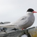 数種類の海鳥