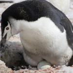 親ペンギンの卵を温める様子