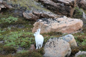 ホッキョクウサギ