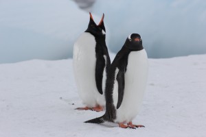 ゼンツーペンギン