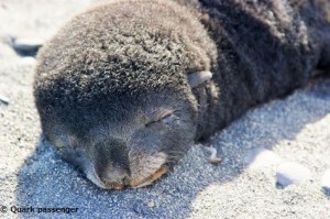 オットセイの赤ちゃん