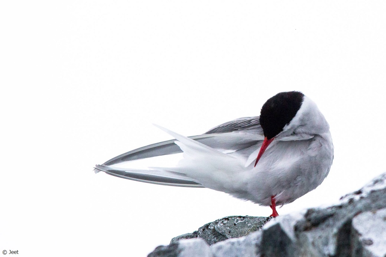 渡り鳥