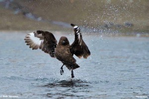 オオトウゾクカモメ