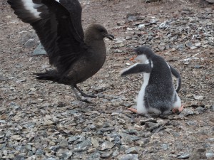 オオトウゾクカモメ