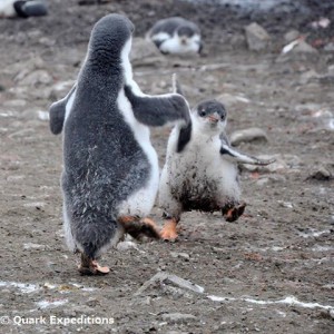 ゼンツーペンギン