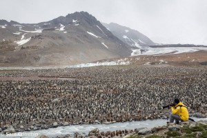 キングペンギン　サウスジョージア島