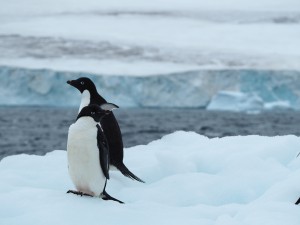 アデイリーペンギン