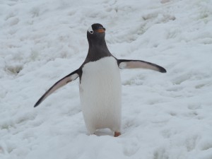 南極旅行　ゼンツーペンギン