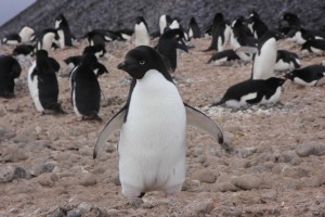 南極観光　アデリーペンギン