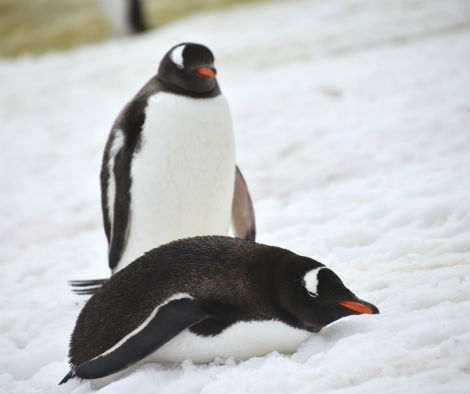 南極観光で出会えるペンギン