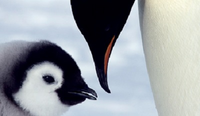 南極クルーズ 北極クルーズの手引き 南極旅行 北極旅行のクルーズ ツアー 株 クルーズライフ