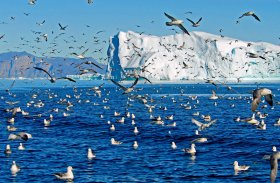 浪漫のグリーンランドとカナダ北極圏クルーズ