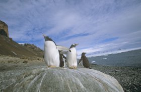 ホーン岬上陸と南極クルーズ コース詳細 南極旅行 北極旅行のクルーズ ツアー 株 クルーズライフ