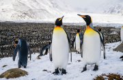 南極半島とサウスジョージア島、フォークランド諸島、アルゼンチン東部探検クルーズ23日間
