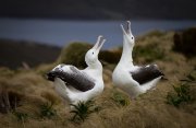 南大洋のガラパゴス：マッコーリー島と亜南極の島々探検クルーズ12日間