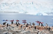 サウスシェトランド諸島と南極半島クルーズ10日間