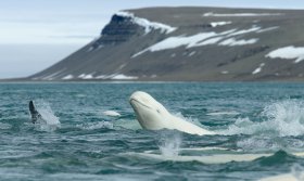 カナダ北極圏・サマーセット島への旅10日間