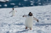 連続乗船：南極半島とサウスシェトランド諸島、チリ西部探検クルーズ24日間