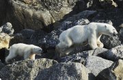 北極圏：スピッツベルゲン島一周探検クルーズ10日間