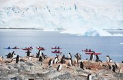 サウスシェトランド諸島と南極半島クルーズ10日間(アジア人フォーカス)