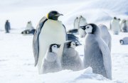コウテイペンギンとスノーヒル島探検クルーズ11日間