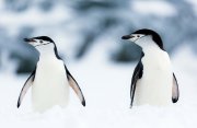南極半島クルーズ12日間