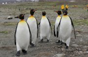 南極圏：フォークランド諸島、サウスジョージア島と南極探検クルーズ23日間