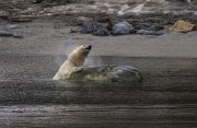 北極圏:スヴァールバル諸島探検クルーズ8日間