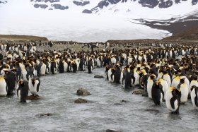 サウスジョージア島徹底冒険クルーズ17日間