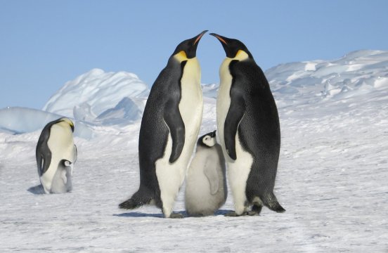 満室 南極点到達とコウテイペンギンの営巣地を訪ねる旅コース詳細 南極旅行 北極旅行のクルーズ ツアー 株 クルーズライフ