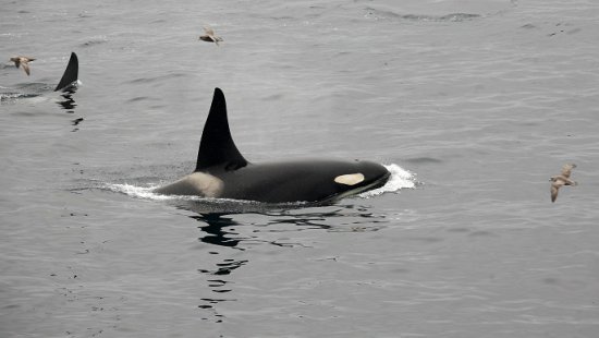 アリューシャン列島16日間コース詳細 南極旅行 北極旅行のクルーズ ツアー 株 クルーズライフ