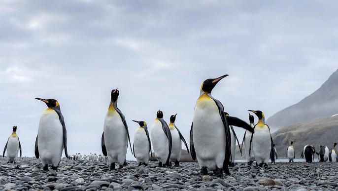 キングペンギン