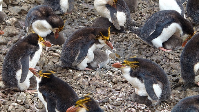 ロイヤルペンギン_南極クルーズ