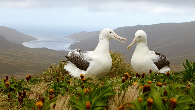 ハジロアホウドリ_南極クルーズ