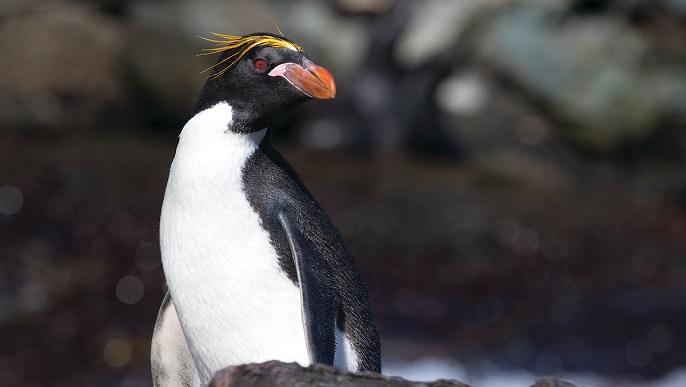 マカロニペンギン／南極クルーズ