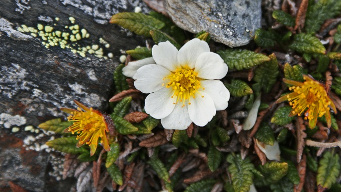 スピッツベルゲンの花々_北極クルーズ
