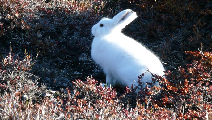 ホッキョクウサギ_北極クルーズ