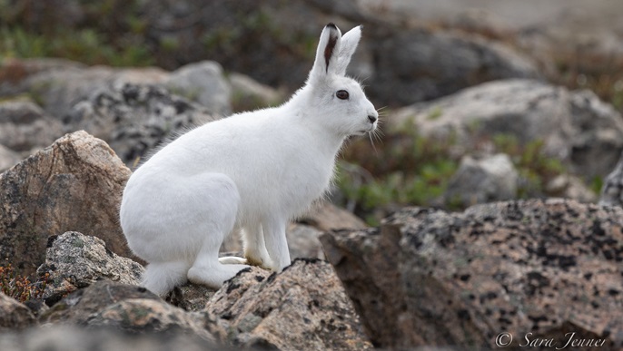 ホッキョクウサギ_北極クルーズ