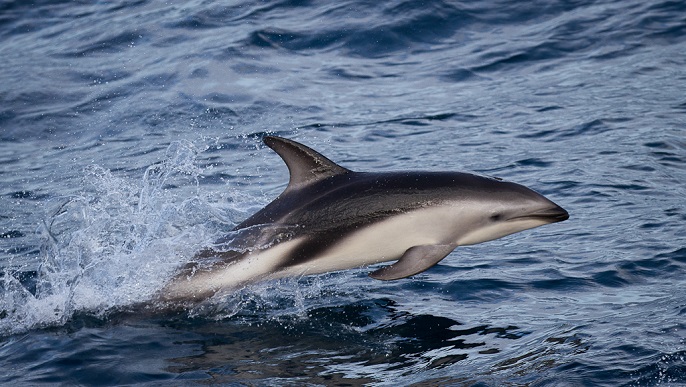 カマイルカ_亜南極の島々