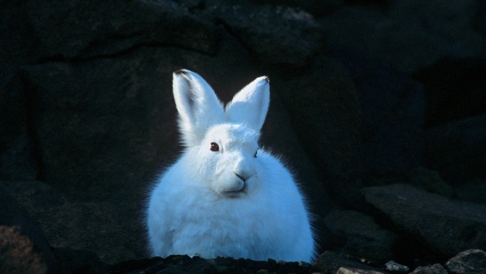 ホッキョクウサギ_北極クルーズ