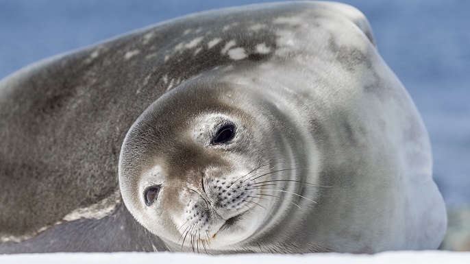 カニクイアザラシ_南極旅行