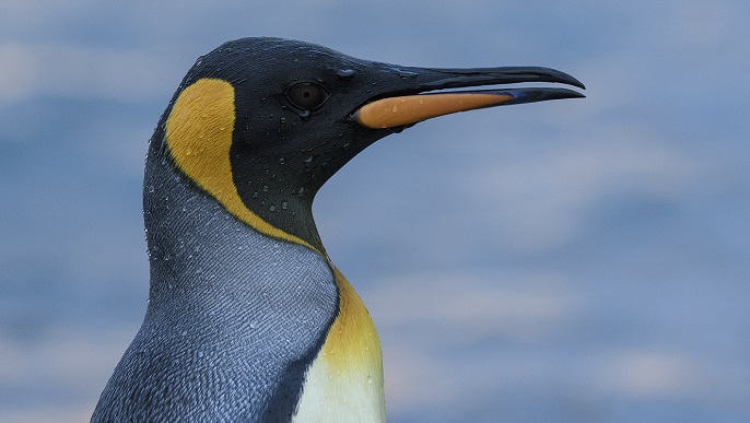 キングペンギン_南極旅行